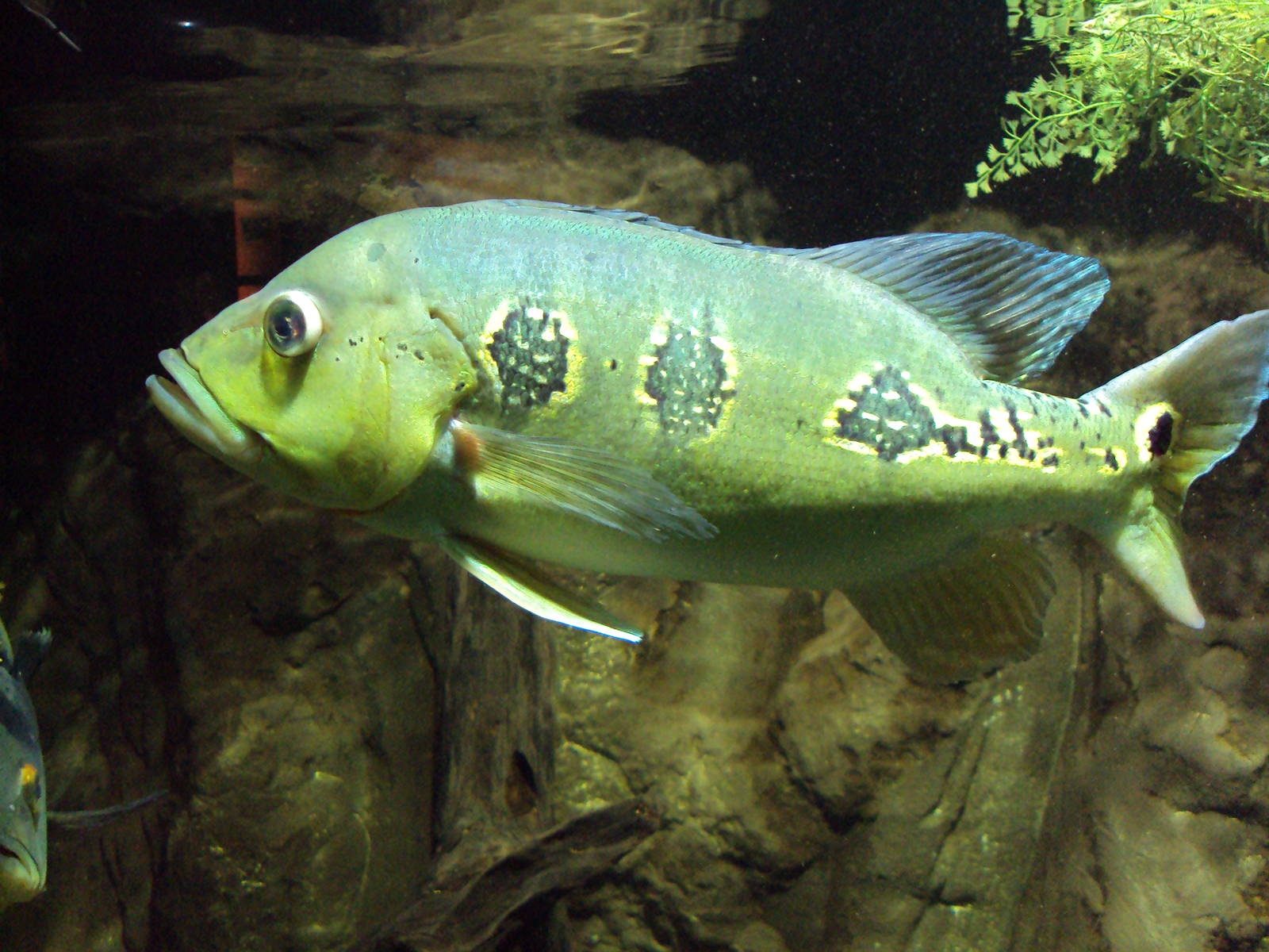Peacock Bass