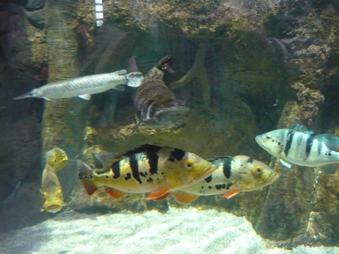 Peacock basses and gars