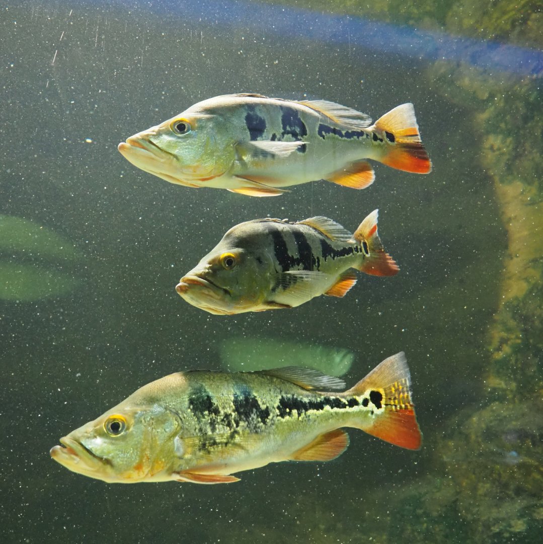 Peacock basses (Cichla monoculus), 2020-06-28