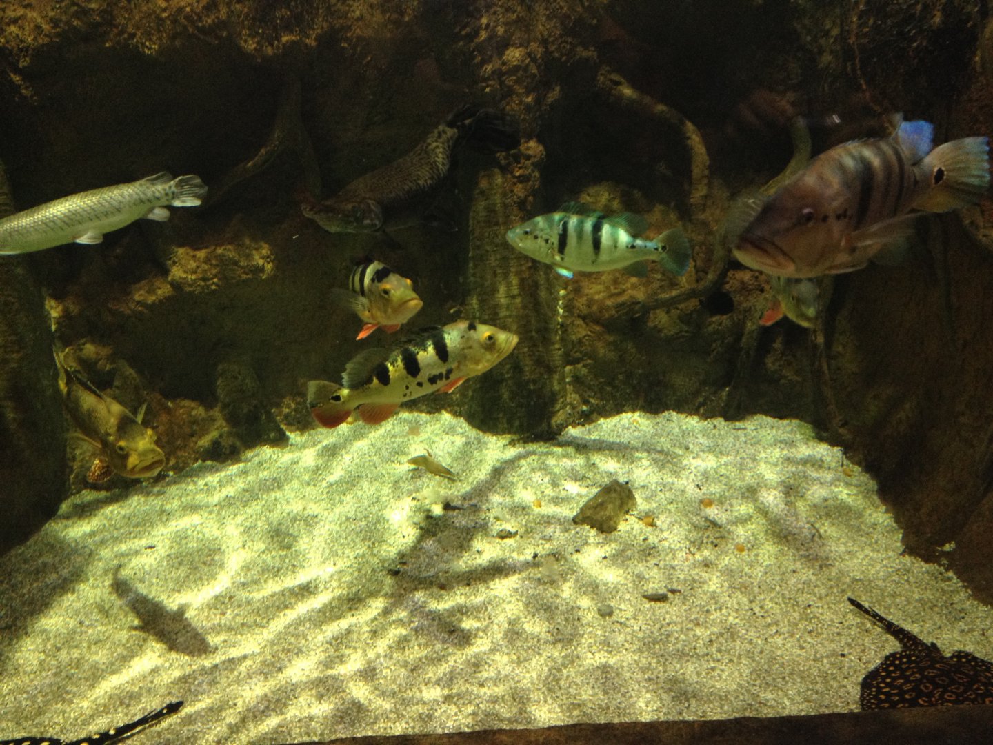 Peacock basses, gars and river stingrays