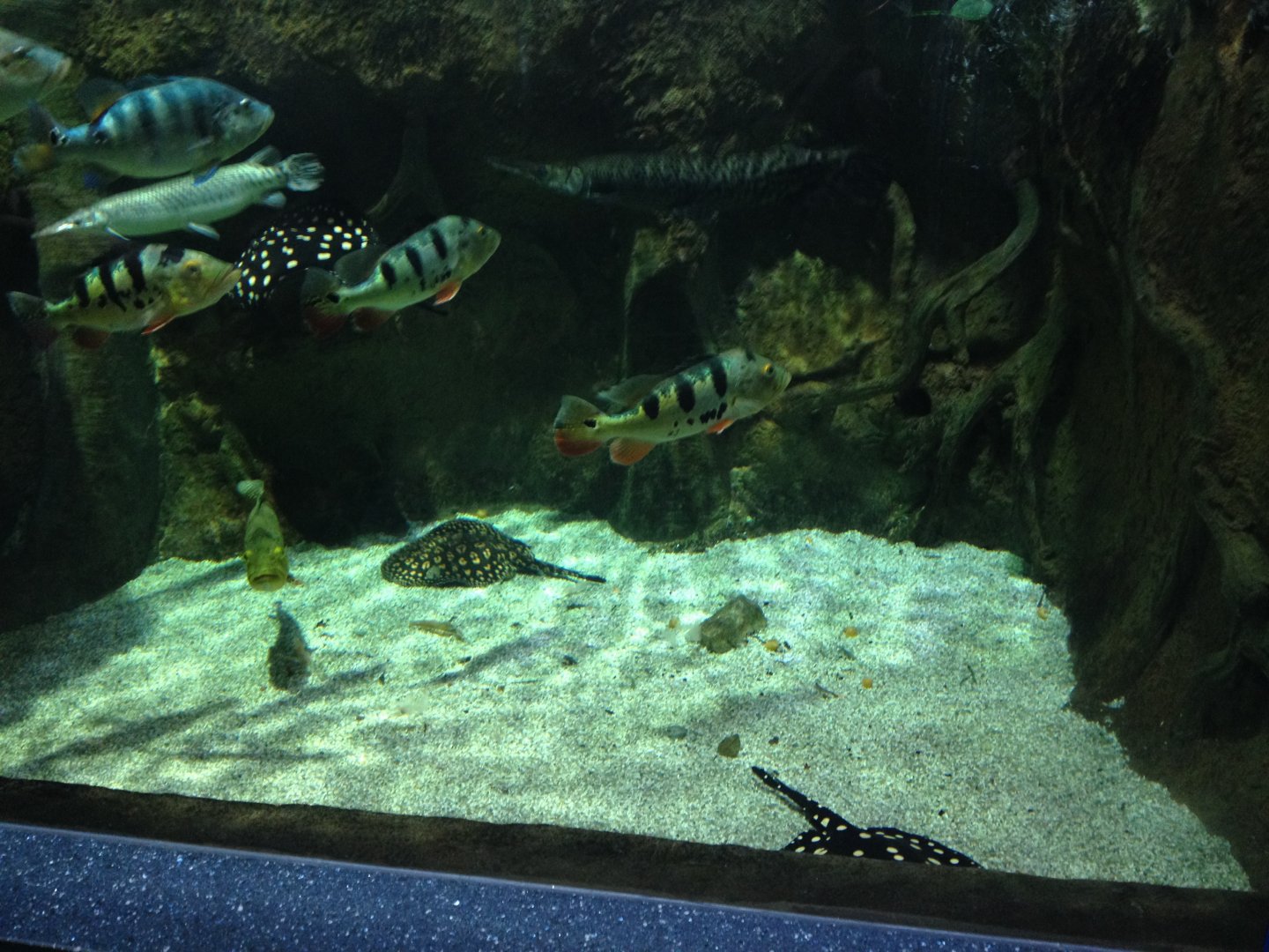 Peacock basses, gars and river stingrays