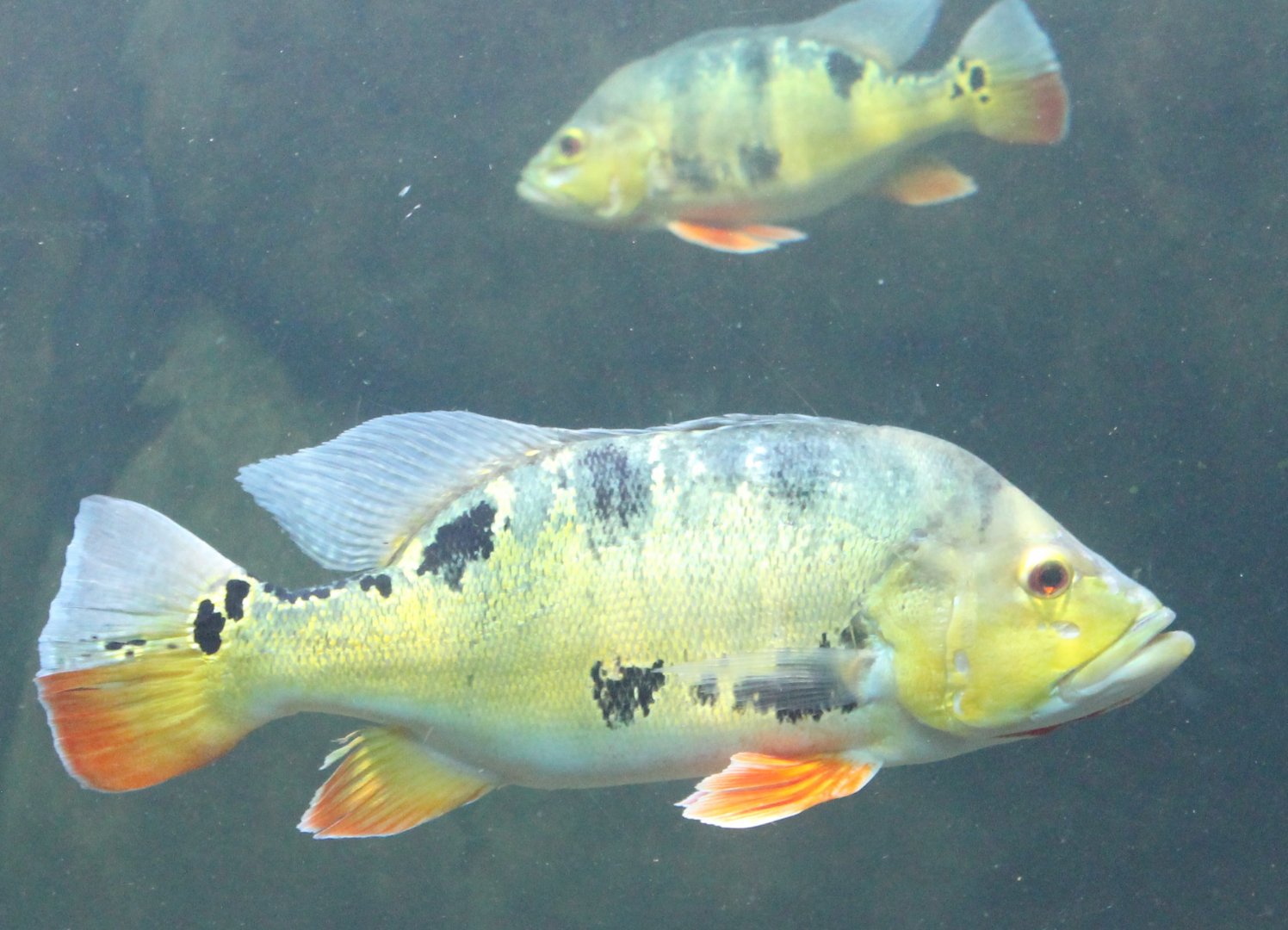 Peacock bean cichlids