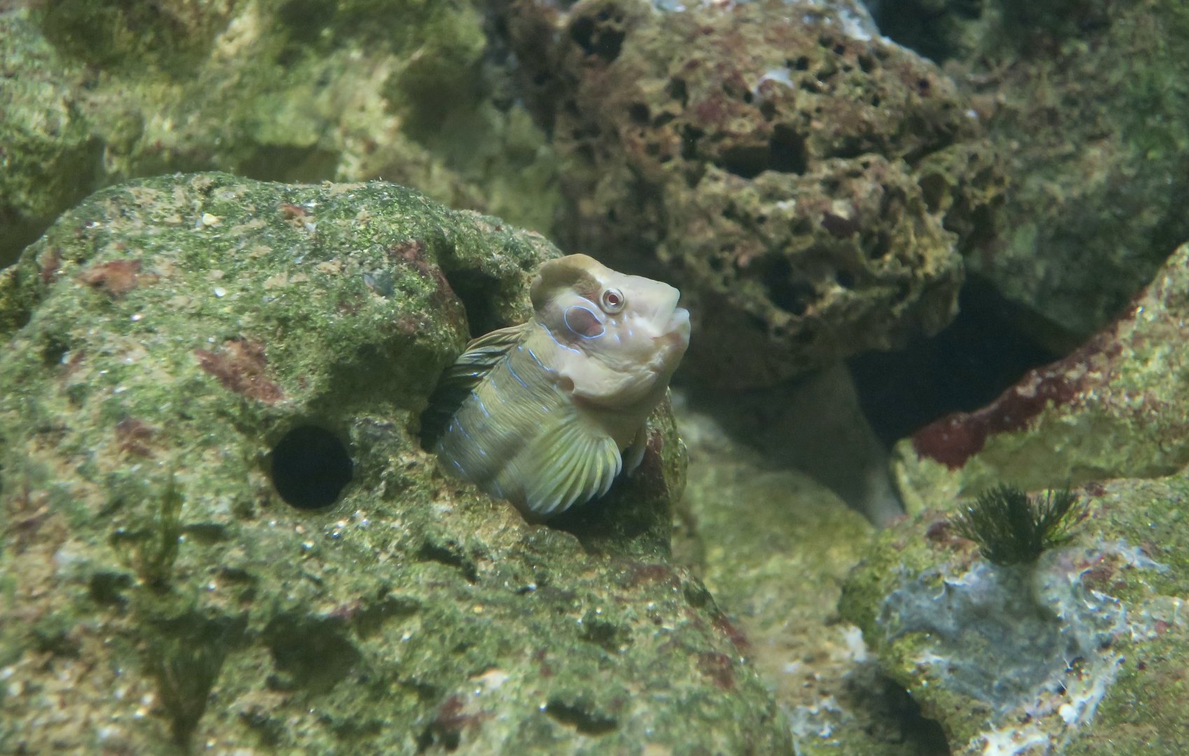 Peacock Blenny (Salaria pavo)