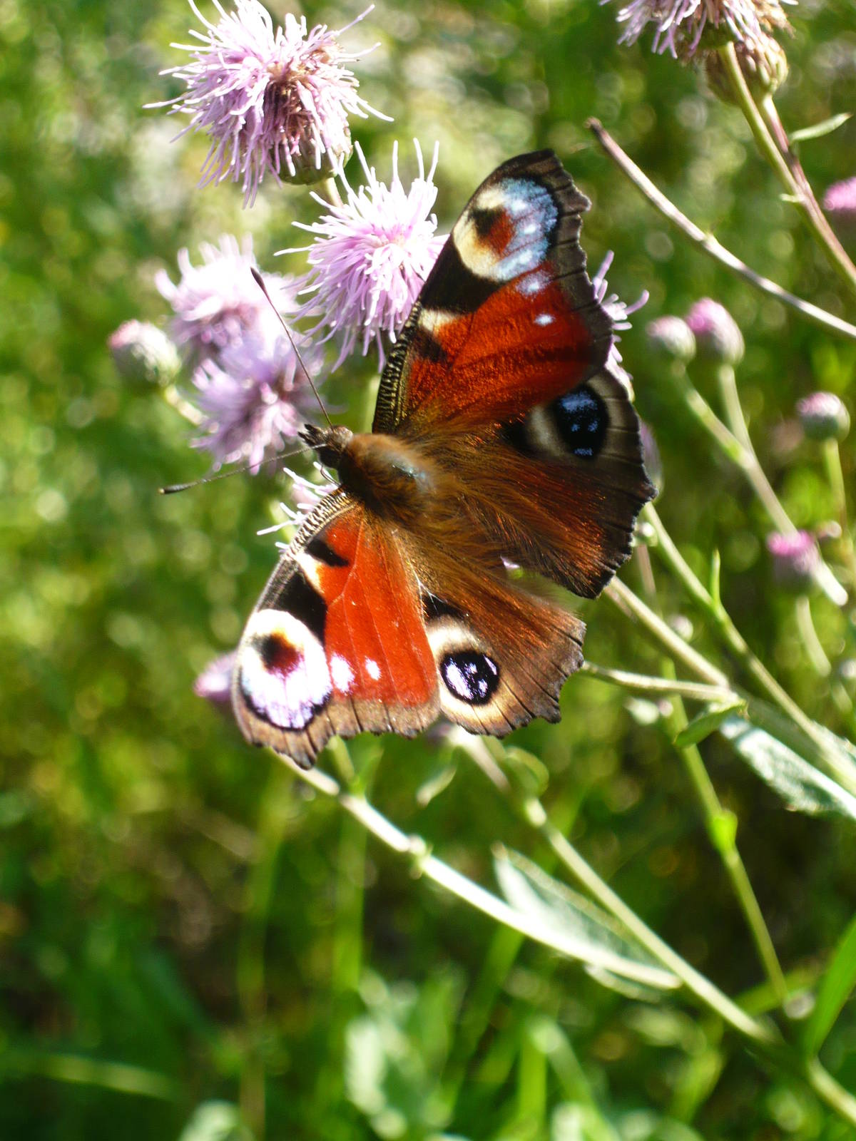 Peacock butterfly (Aglais io)