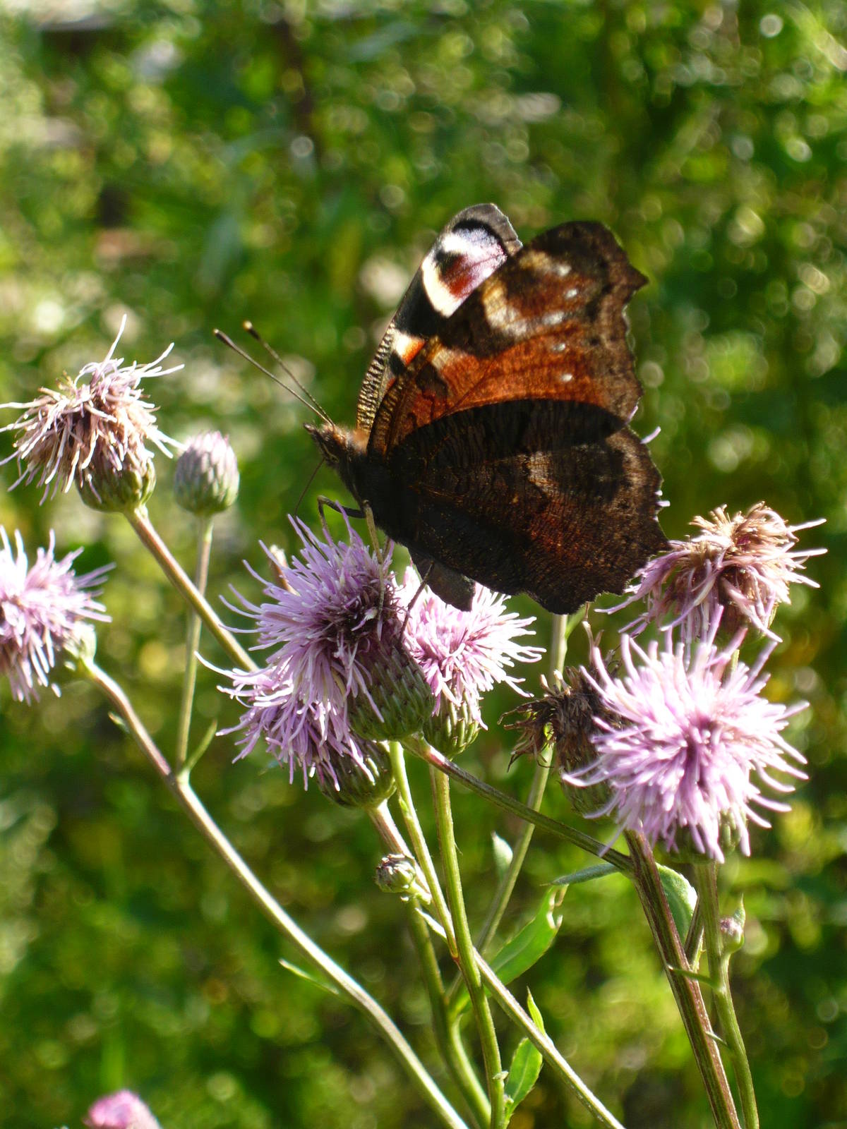 Peacock butterfly (Aglais io)