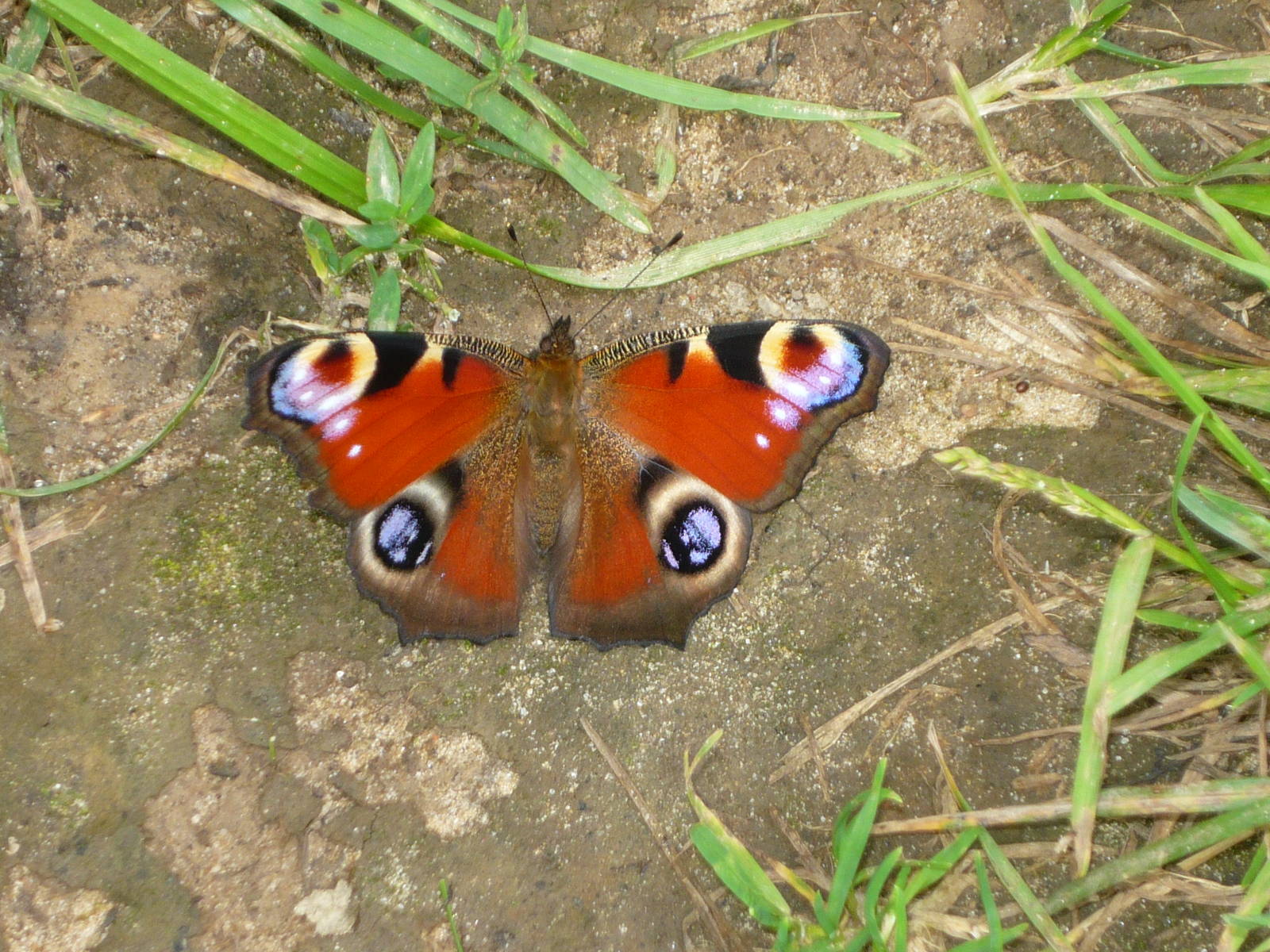 Peacock butterfly (Aglais io)