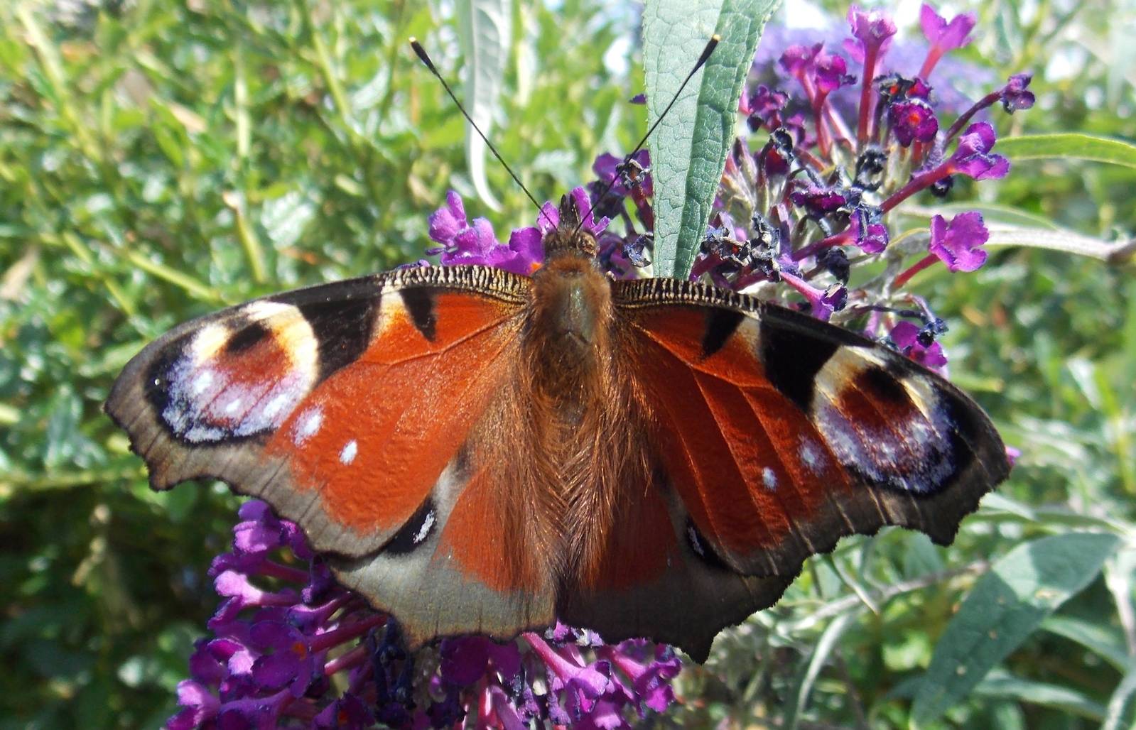Peacock Butterfly