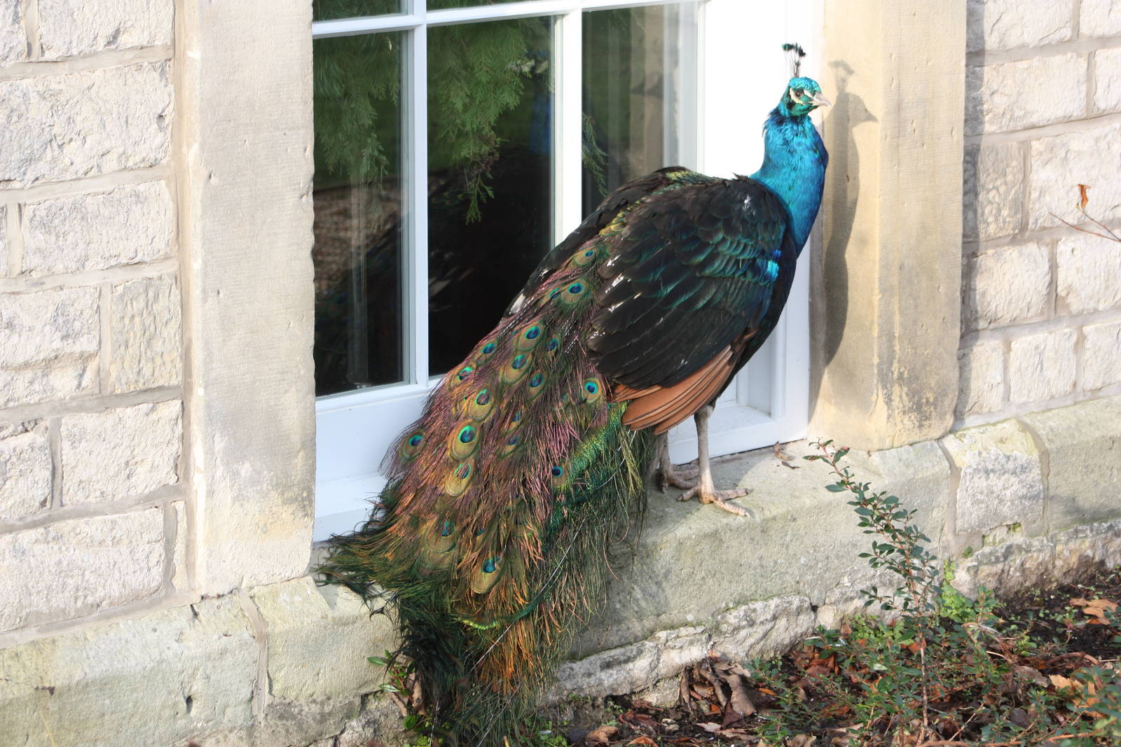 Peacock by hall window, 27th December 2014