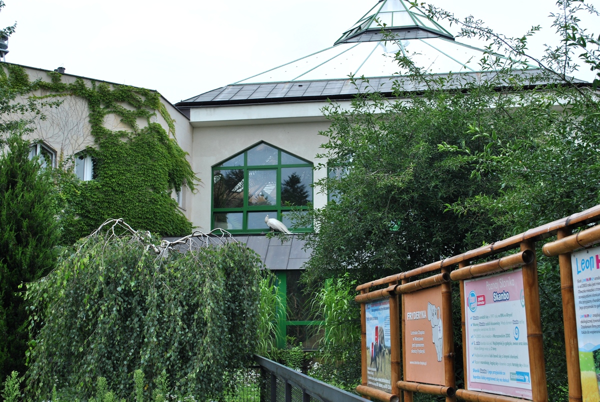 Peacock came to visit the elephants
