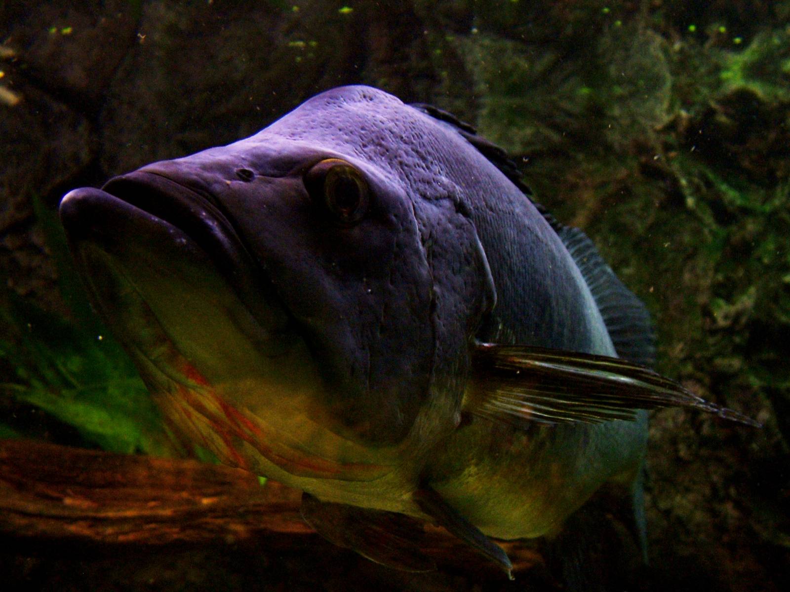 Peacock Cichlid at Usti, 29/08/12