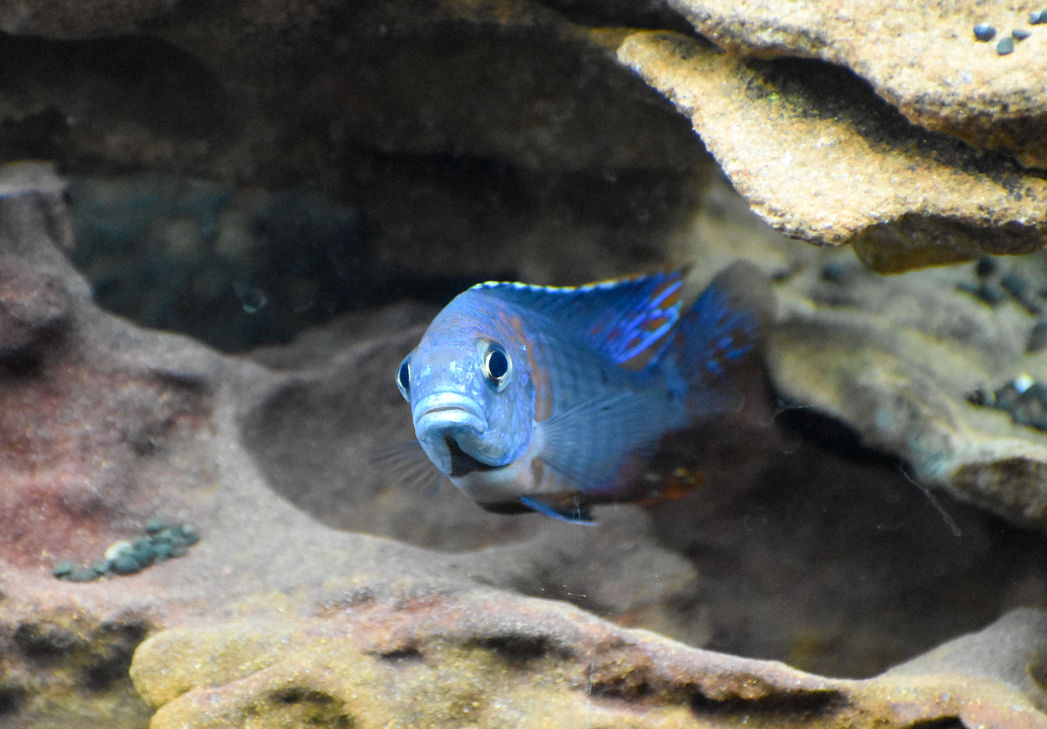 Peacock Cichlid