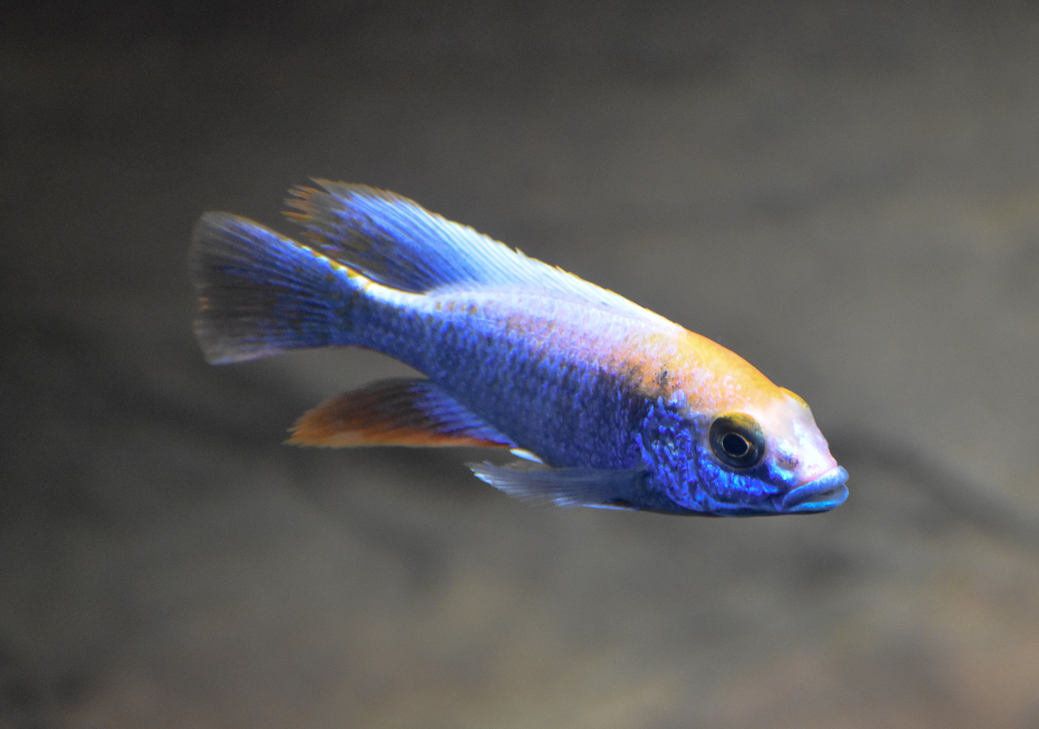 Peacock Cichlid