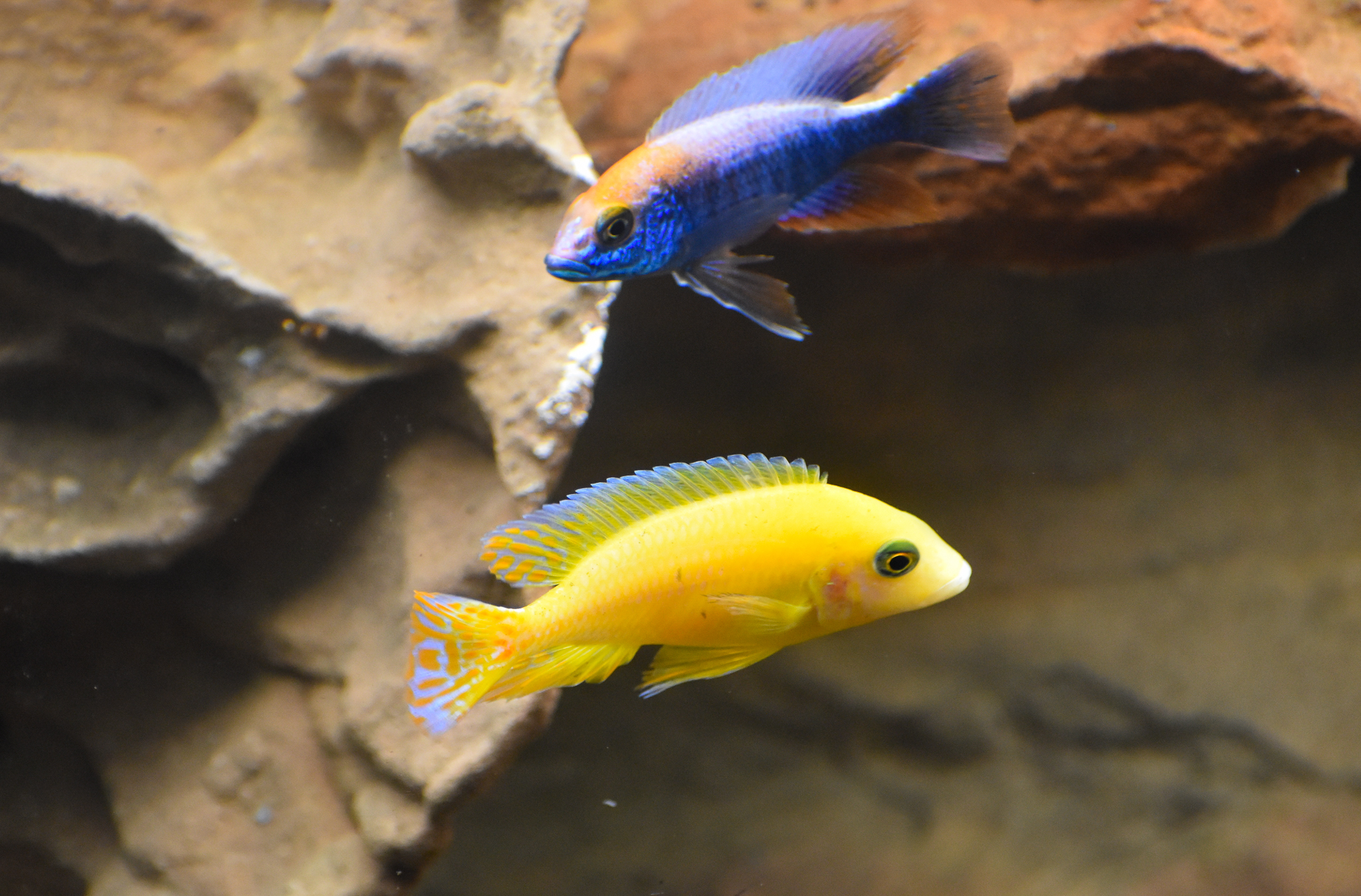 Peacock Cichlids