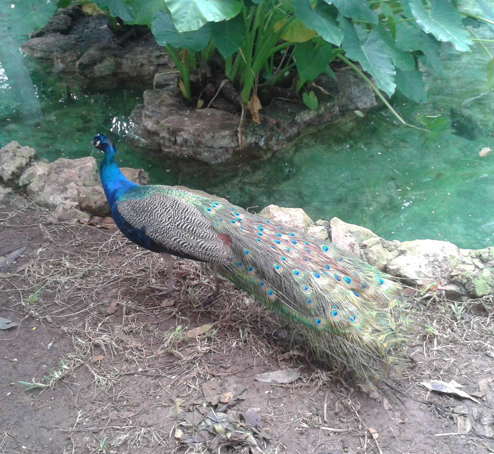 Peacock-cock