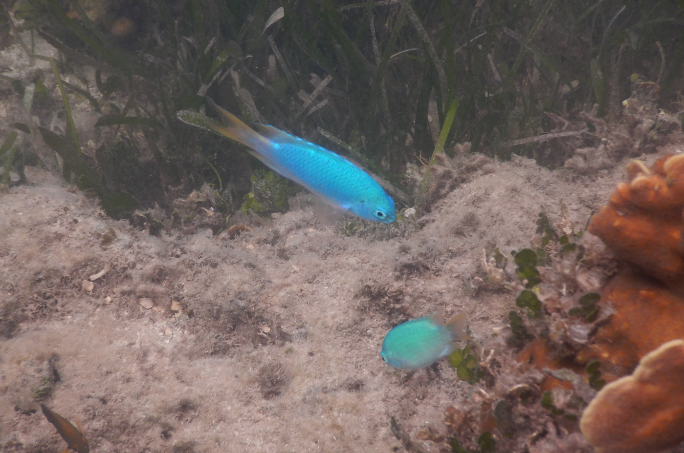 Peacock Damsel (Pomacentrus pavo)