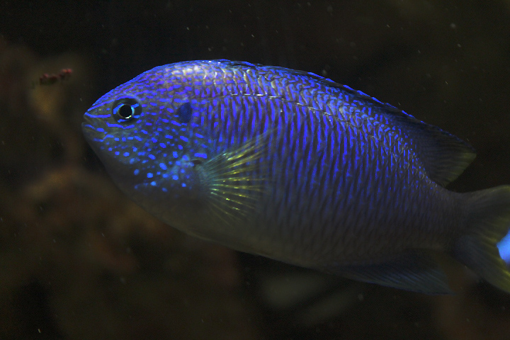 Peacock damsel (Pomacentrus pavo)