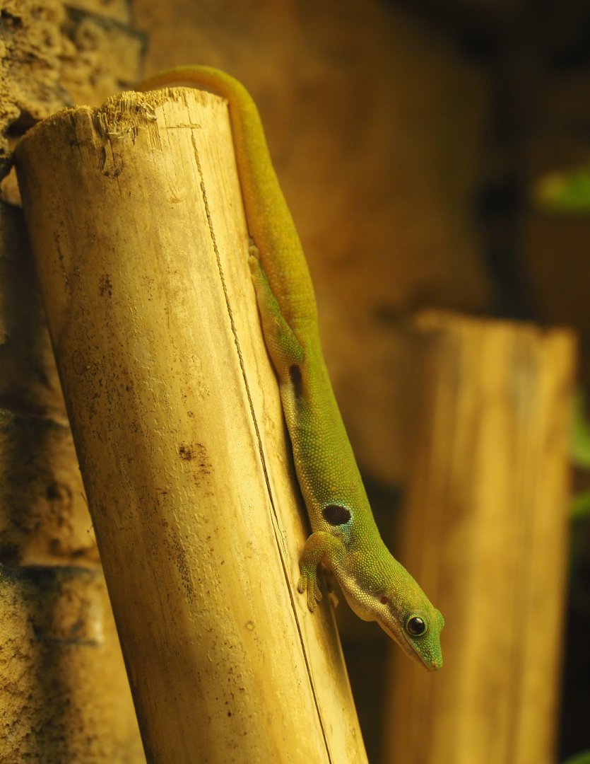 Peacock day gecko (Phelsuma quadriocellata), 2019-12-30