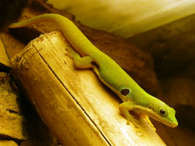 Peacock day gecko (Phelsuma quadriocellata)