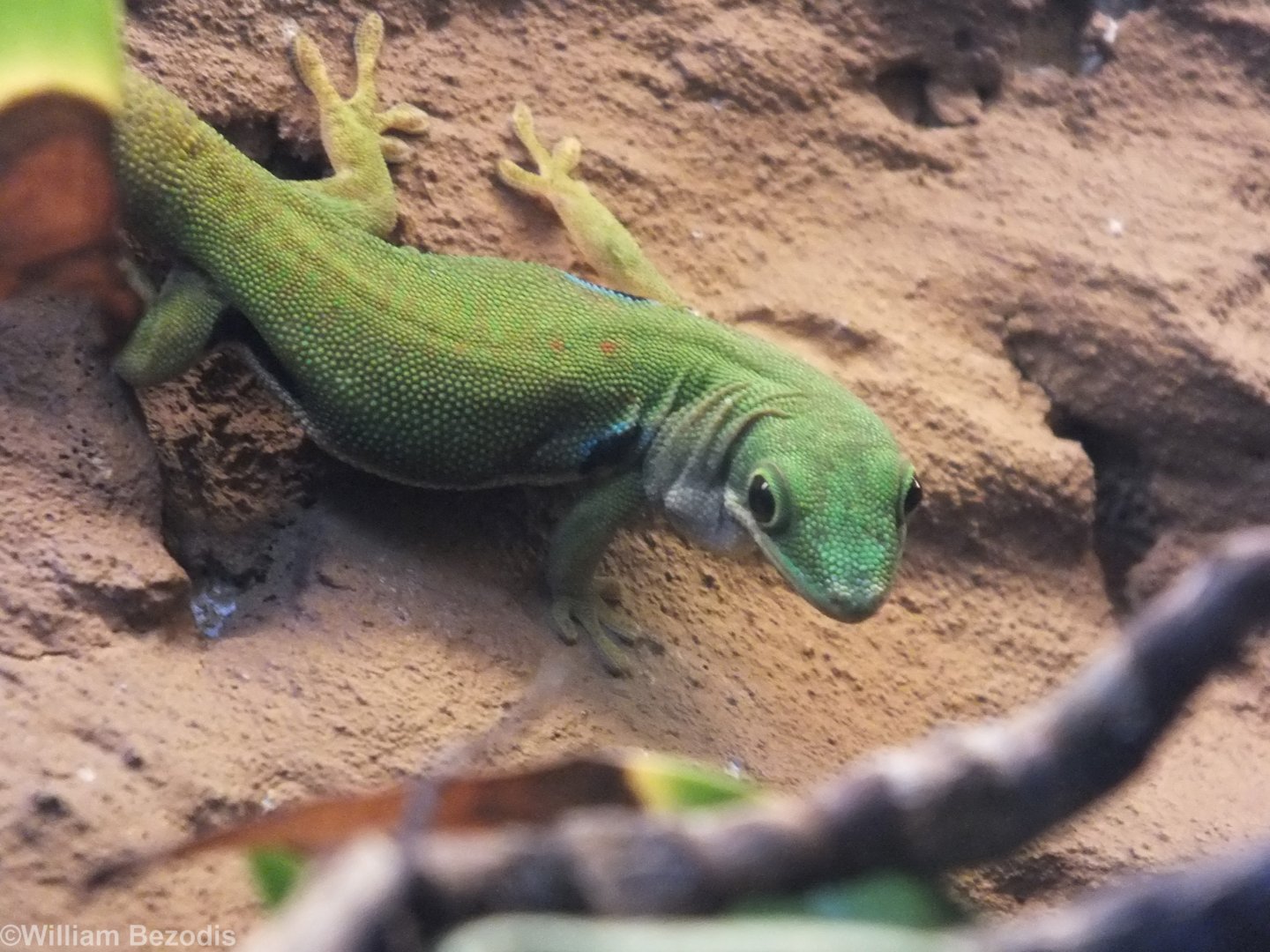 Peacock Day-gecko - Wroclaw Zoo Terrarium