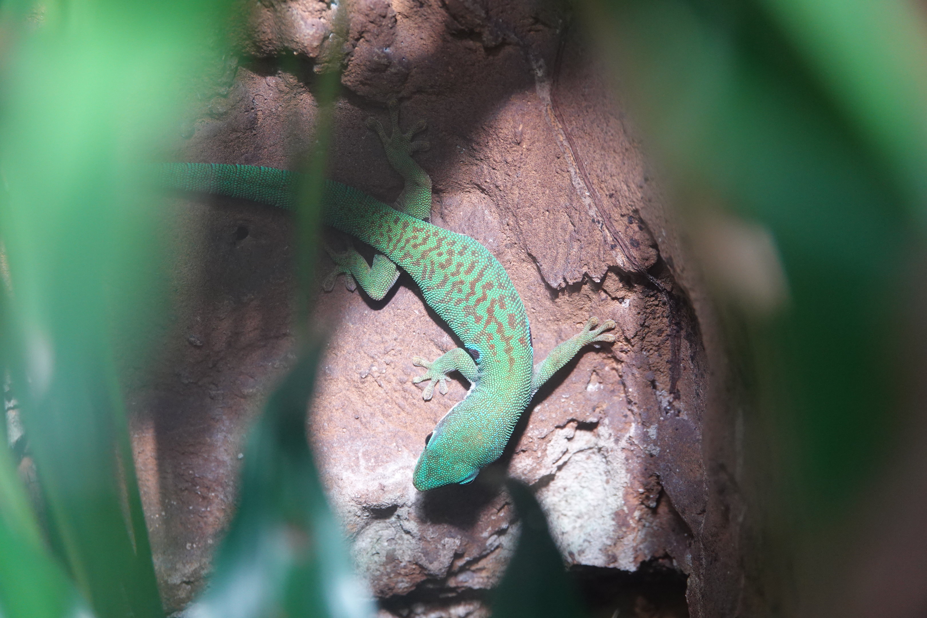 Peacock day gecko