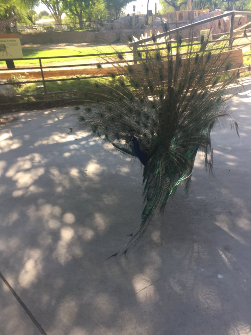 Peacock displaying 6-30-2018