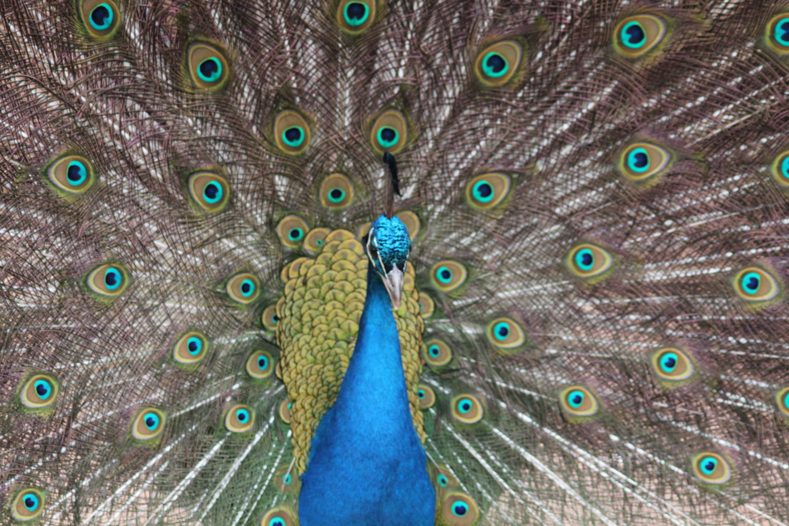 Peacock displaying at SLWAP