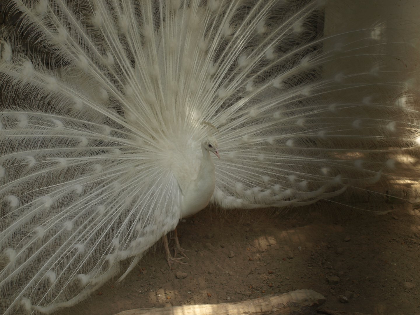 Peacock displaying - Lahore zoo 8/4/2017