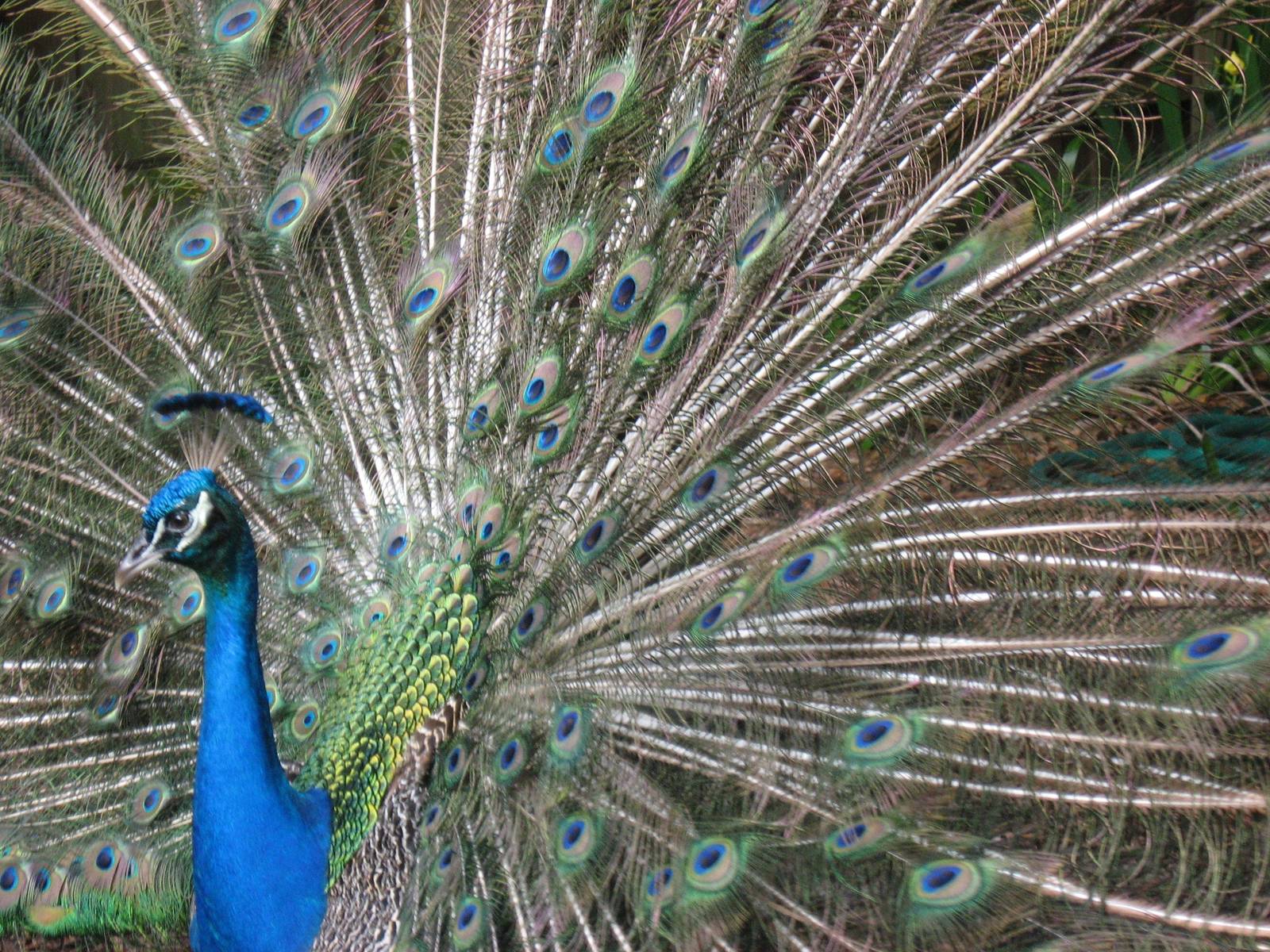 Peacock Displaying