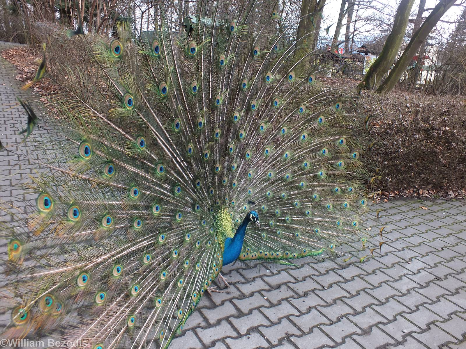 Peacock Displaying