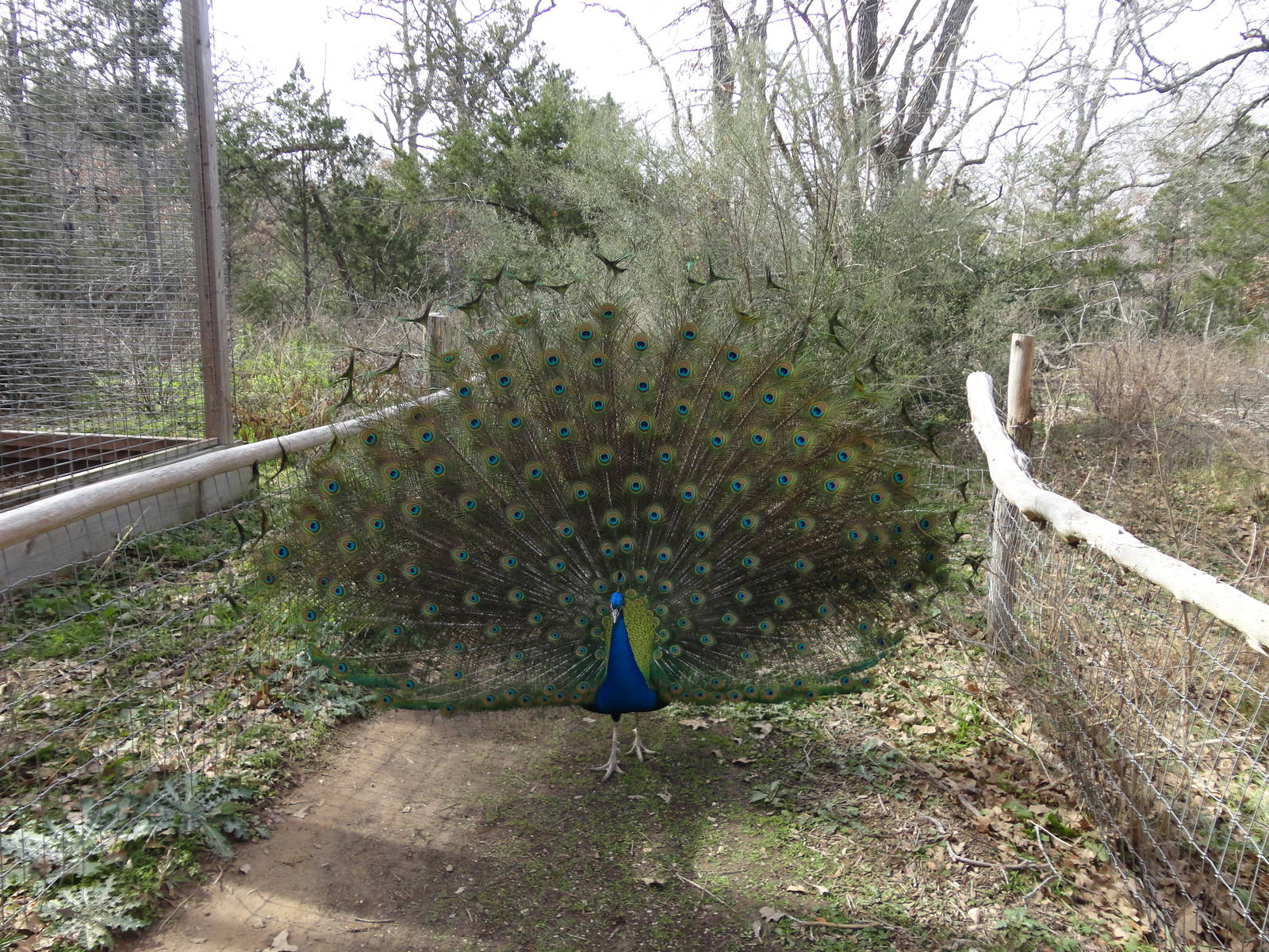 Peacock Displaying