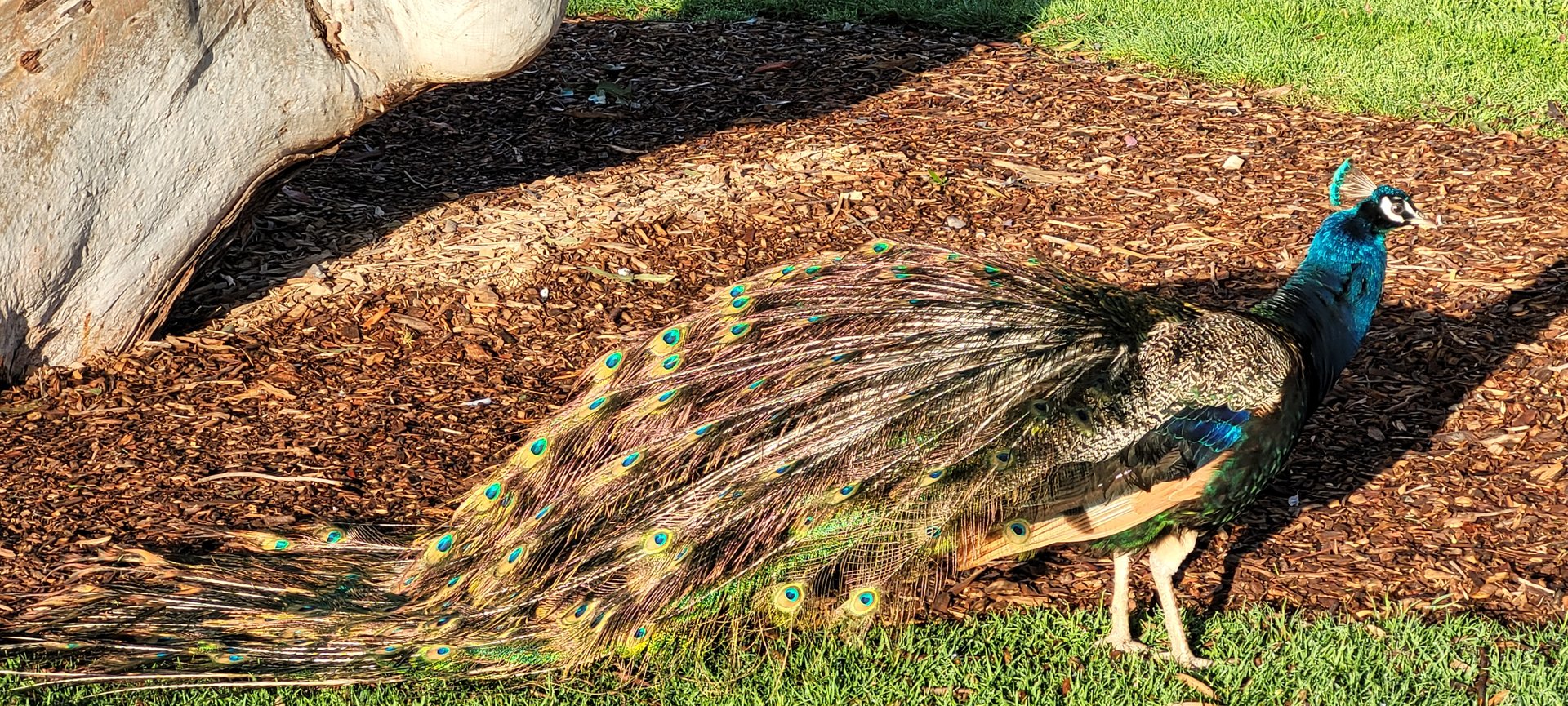 Peacock drying out after rain