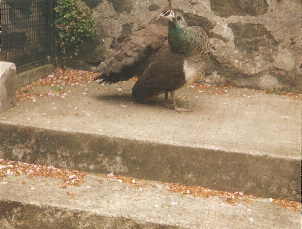Peacock Edinburgh Zoo