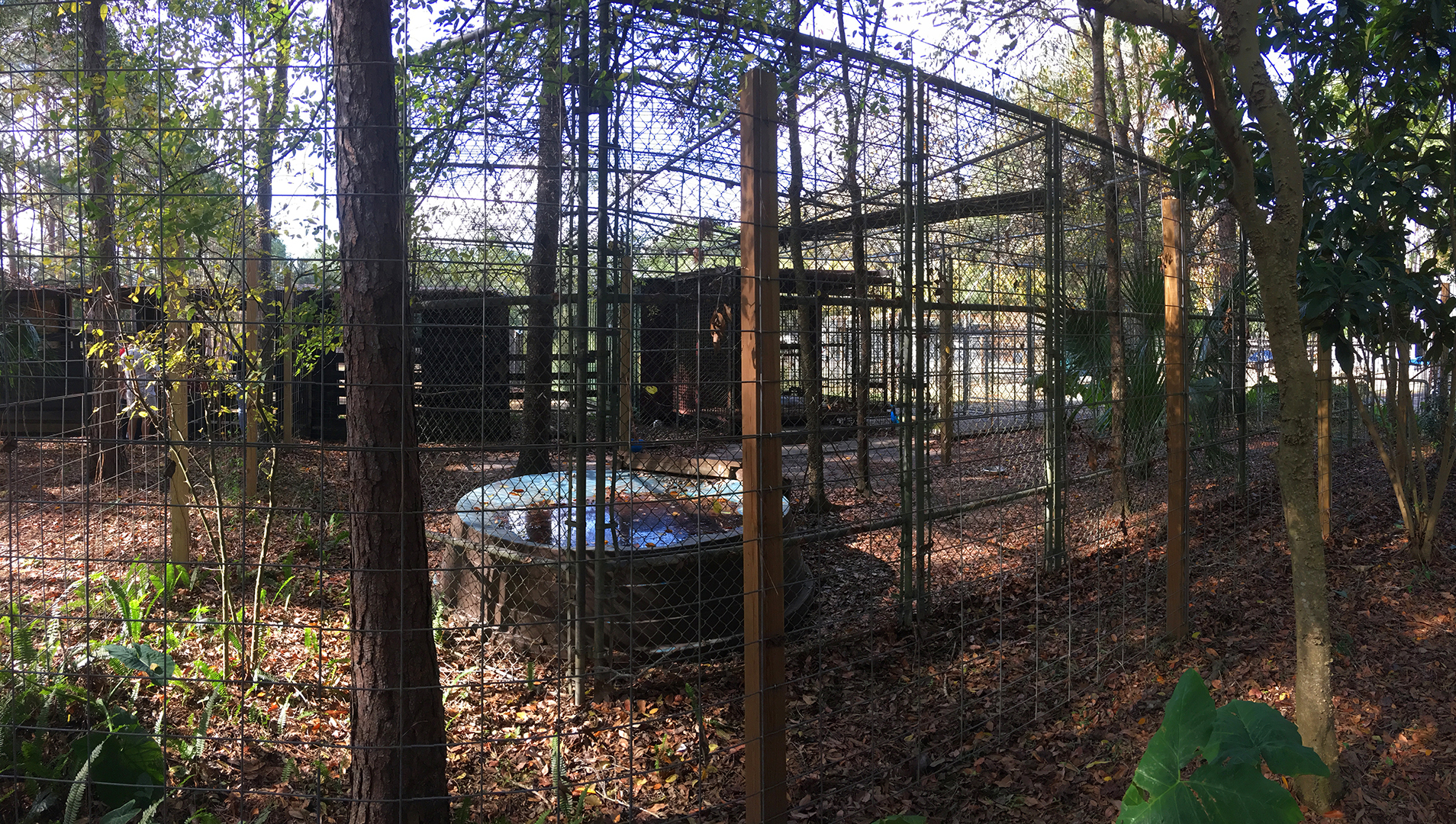Peacock Enclosure