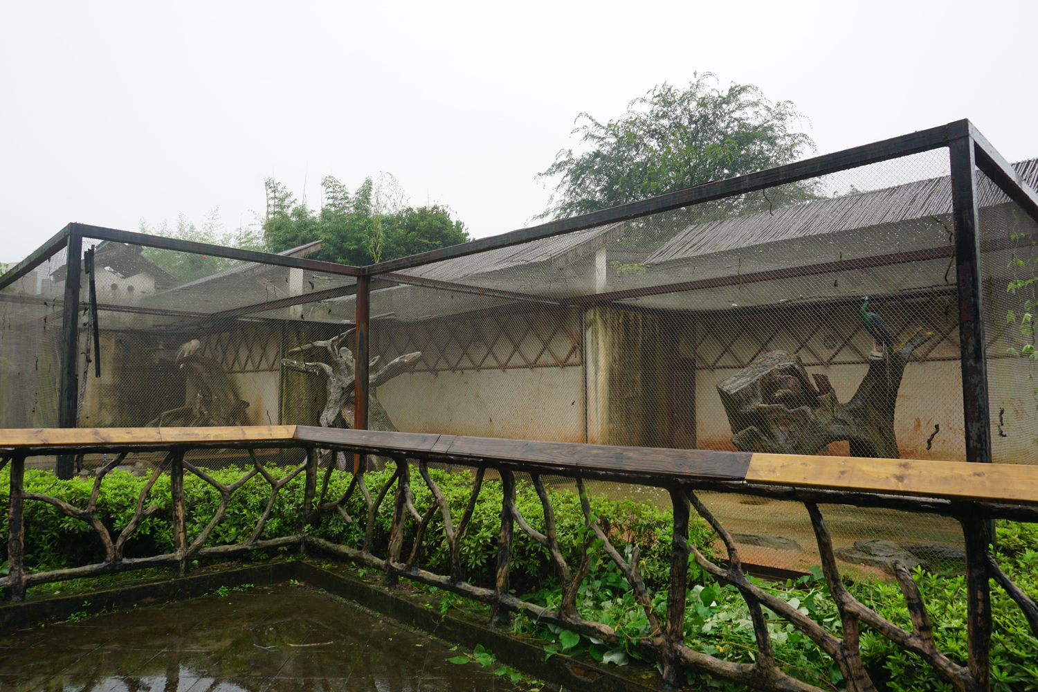 Peacock enclosure