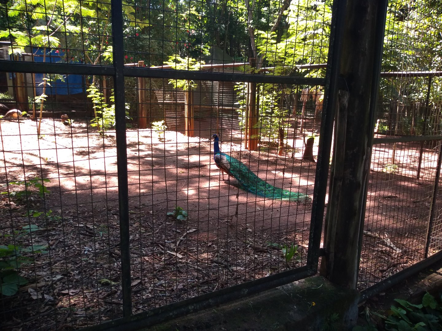 Peacock exhibit - Zoo bosque guarani, Foz do Iguaçu