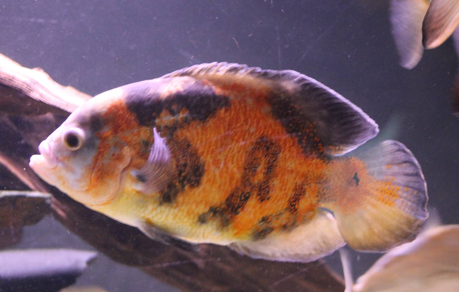 Peacock eyed chiclid