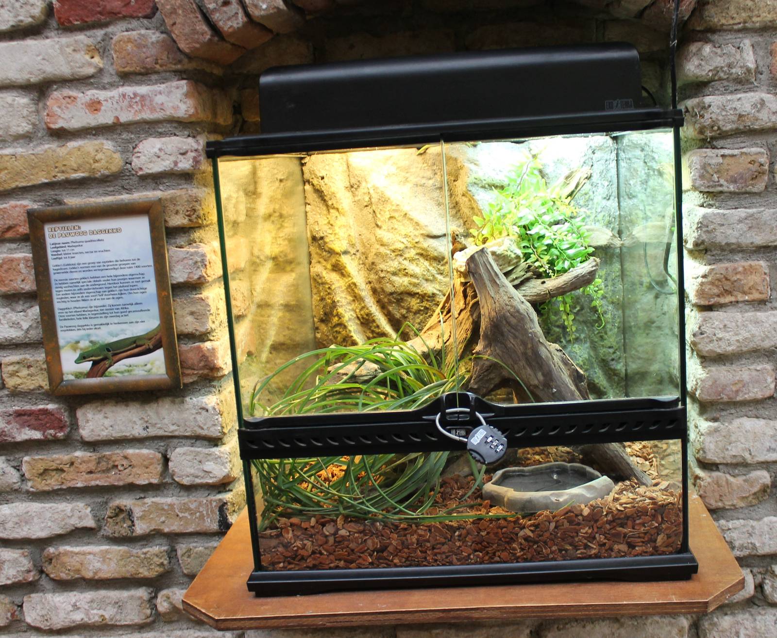Peacock-eyed day gecko enclosure