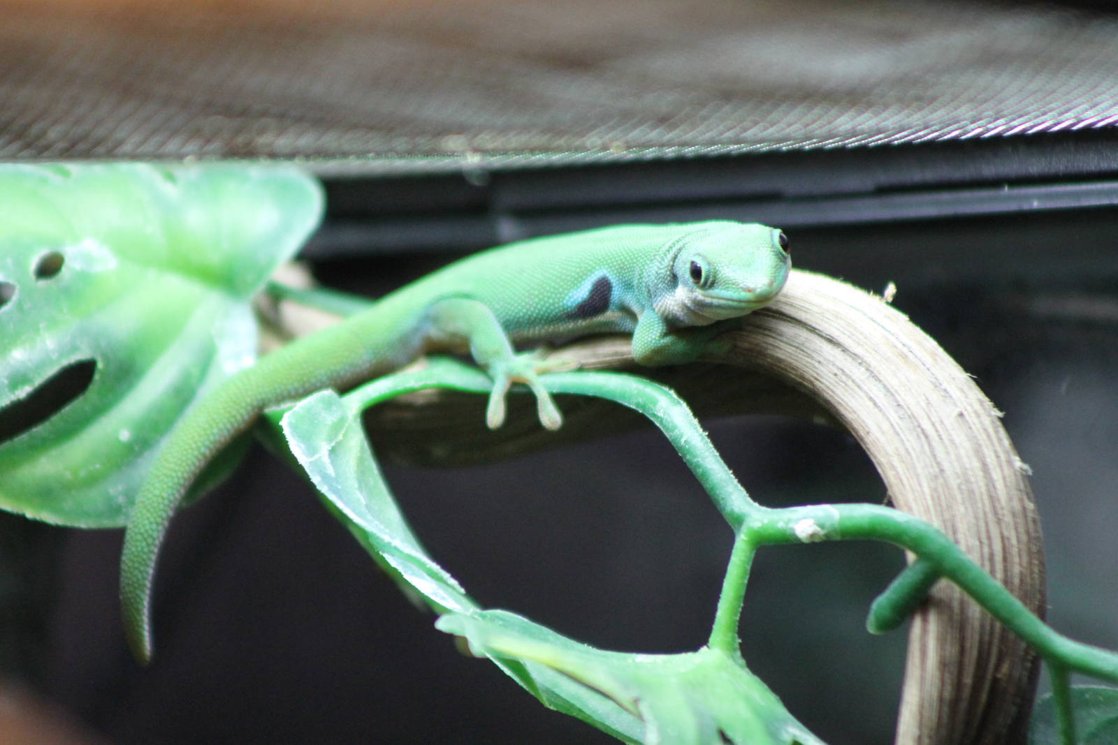 peacock-eyed day gecko