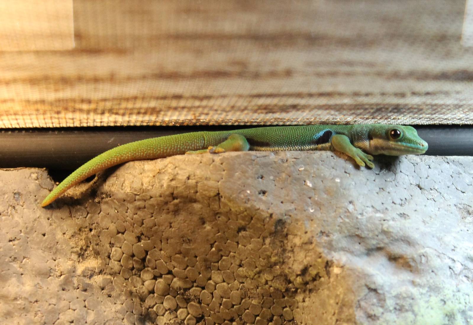 Peacock-eyed day gecko