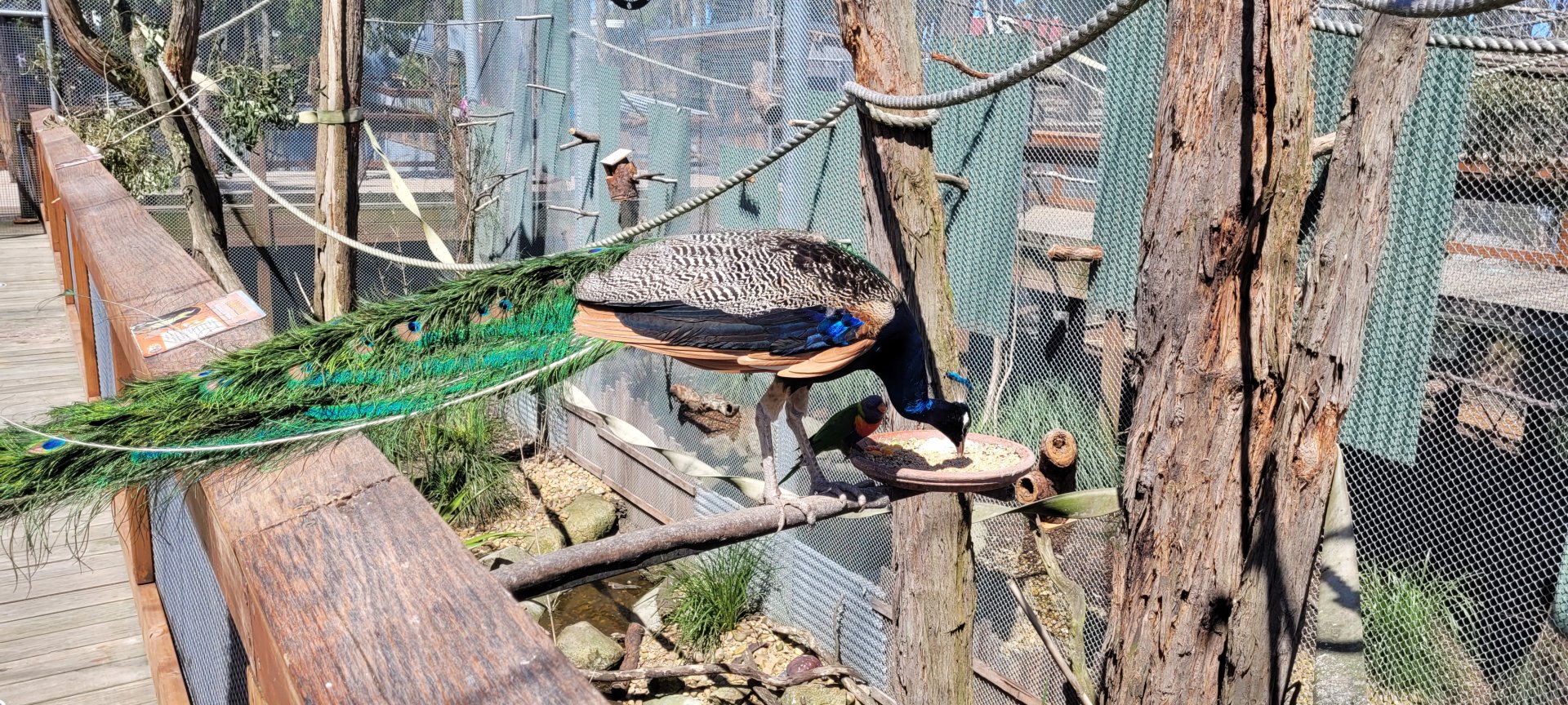 Peacock feeding from the parrots feeder