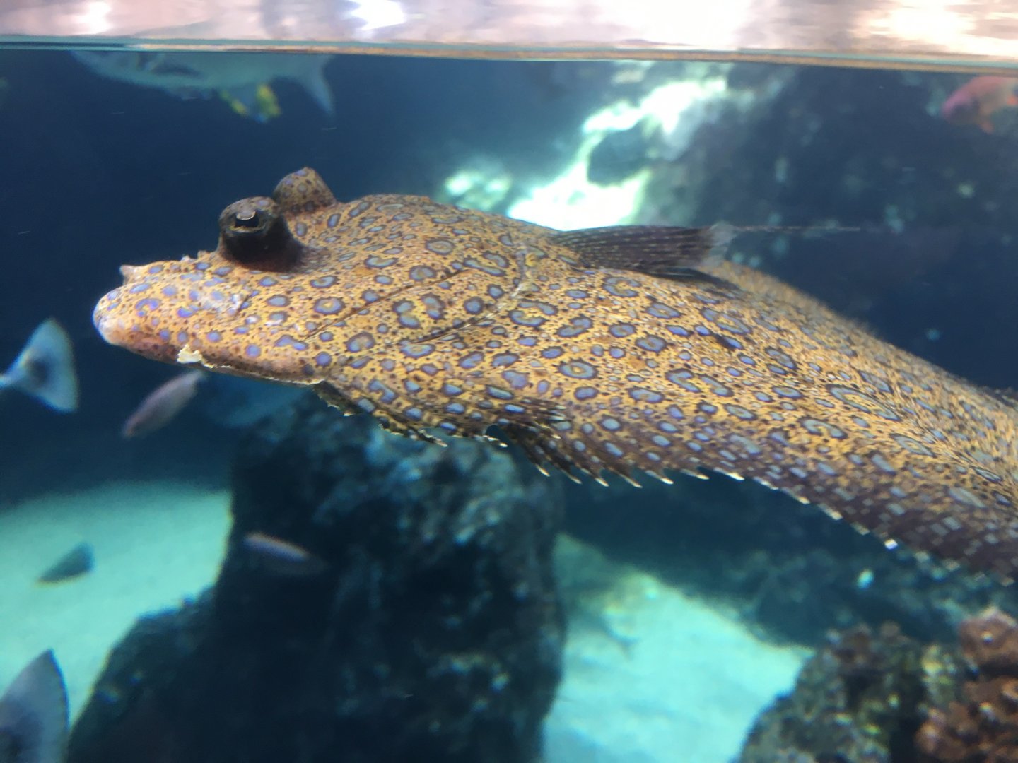 Peacock Flounder (Bothus mancus)