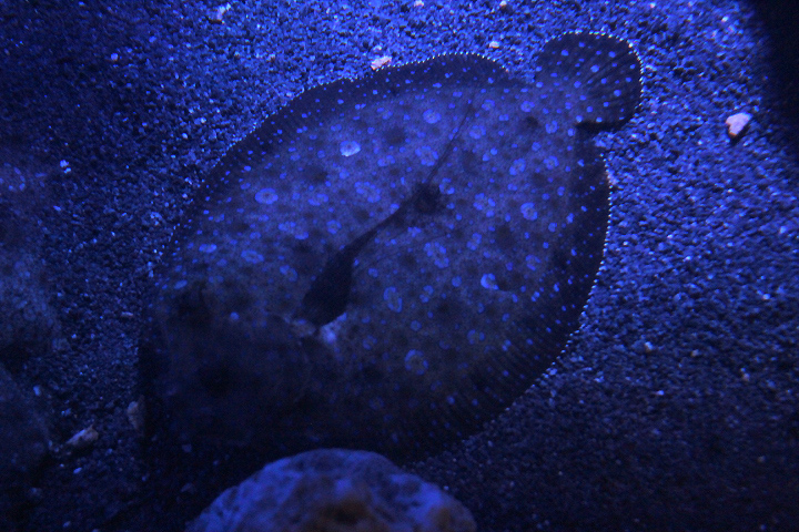 Peacock flounder (Bothus mancus)