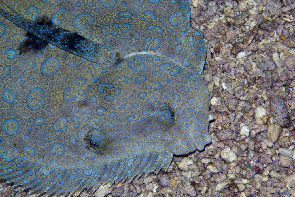 Peacock Flounder portrait (Bothus mancus)