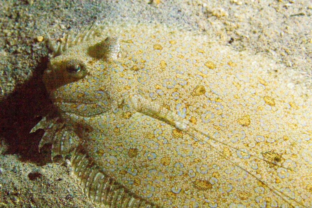 Peacock Flounder