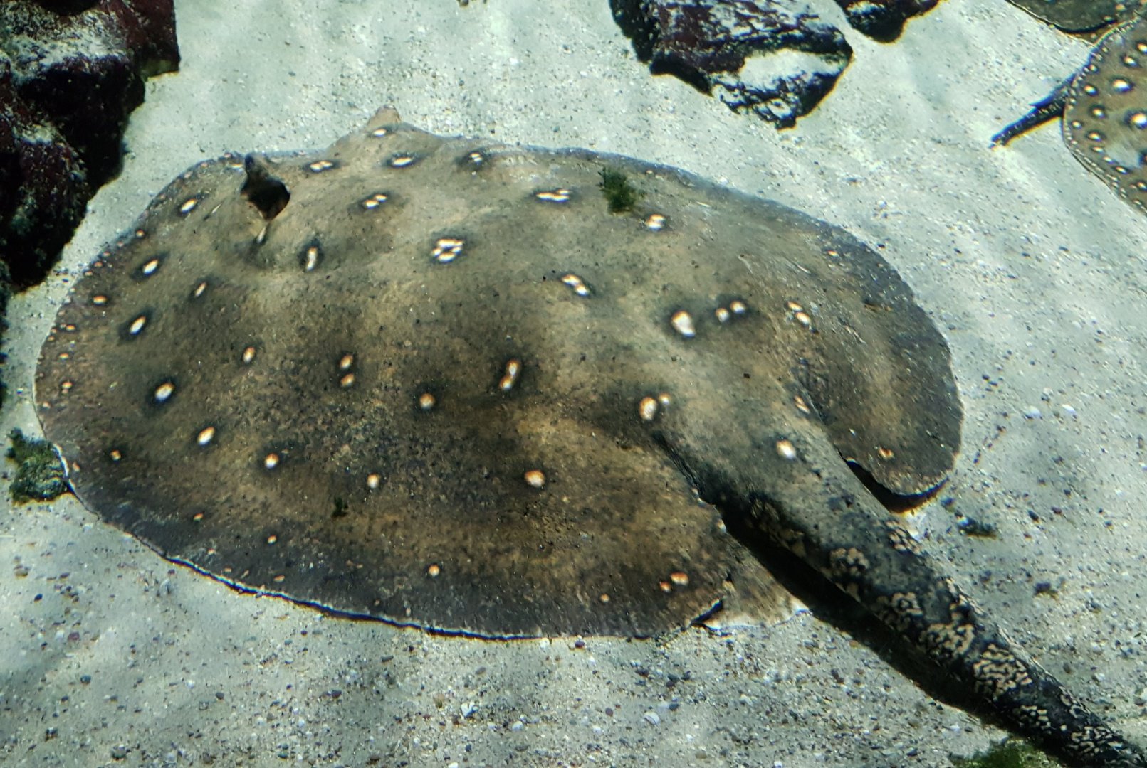Peacock freshwater-ray