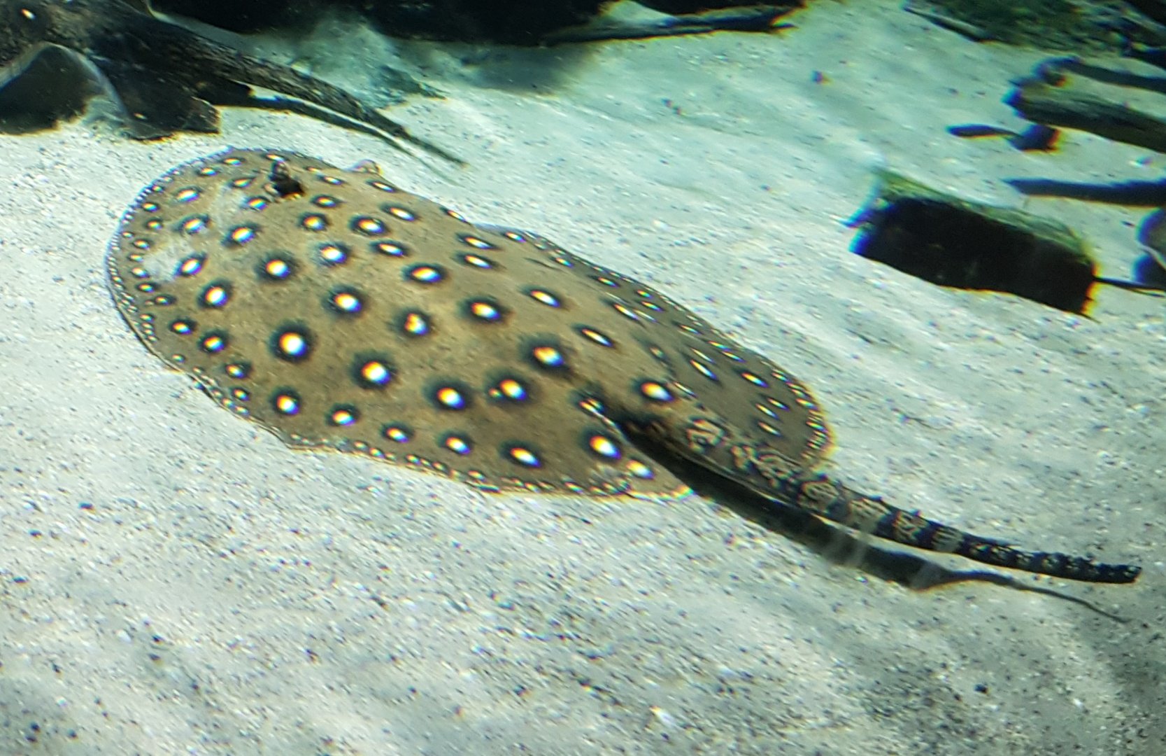 Peacock freshwater-ray