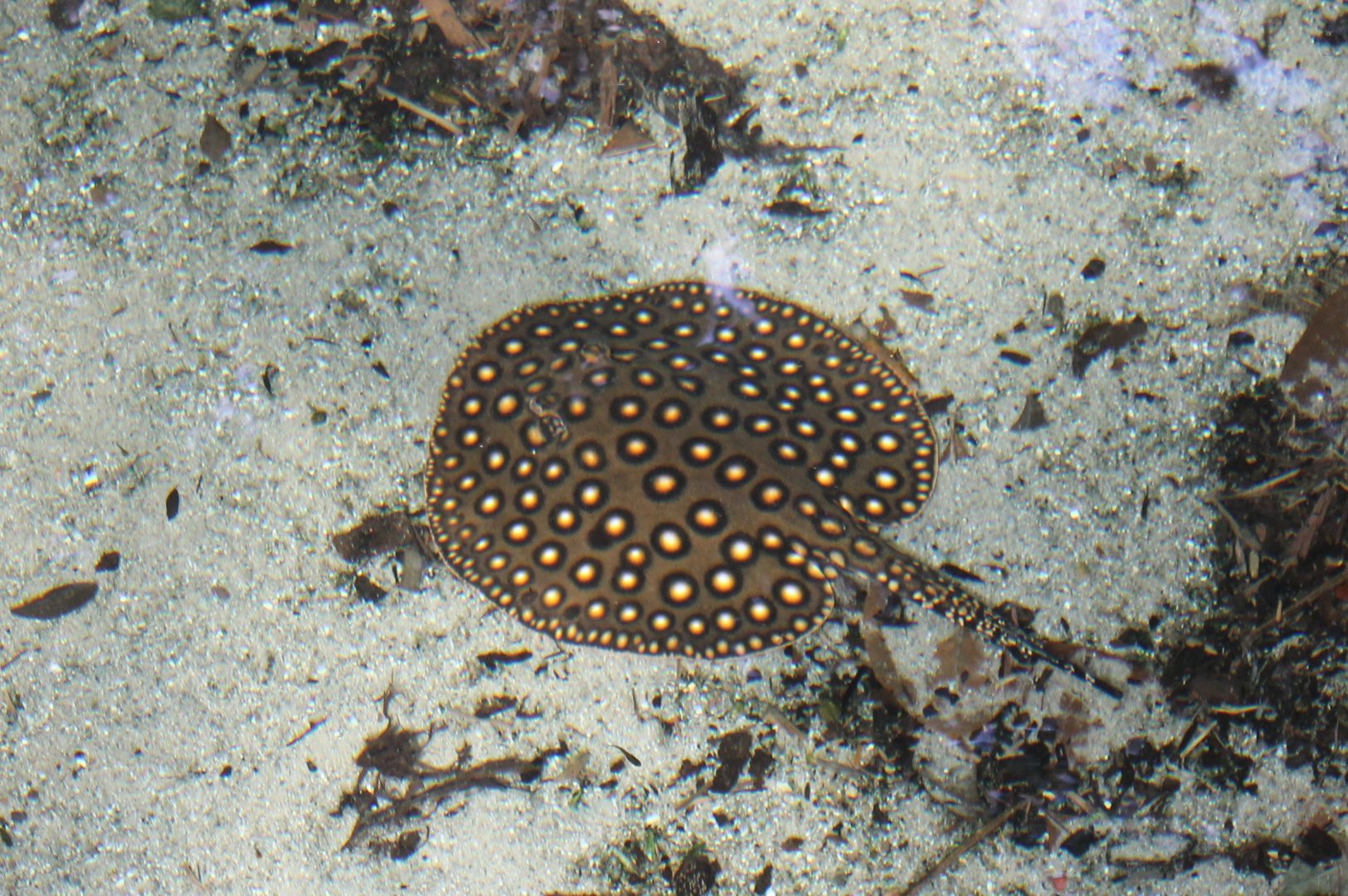 Peacock freshwater ray