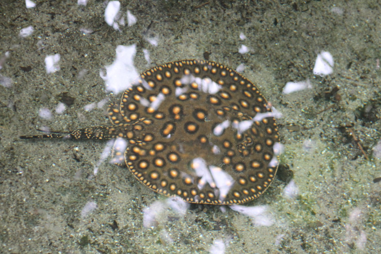 Peacock freshwater-ray