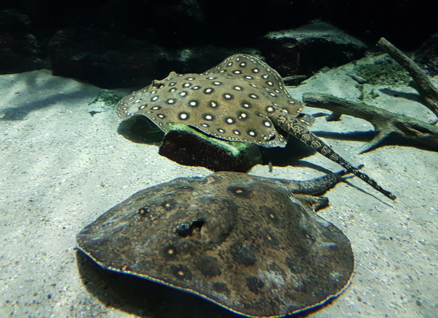 Peacock freshwater-rays