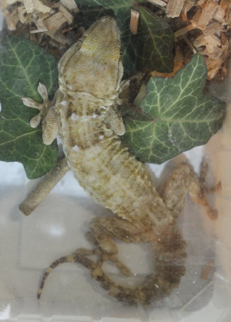 Peacock gecko - Tarentola annularis